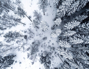 Winter view from above reveals a snowy forest landscape with tall, frosted trees and a peaceful atmosphere