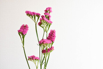 赤紫のスターチス