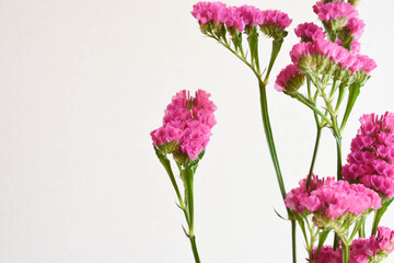 赤紫のスターチス