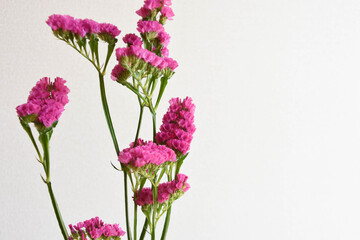 赤紫のスターチス