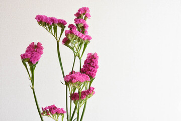 赤紫のスターチス