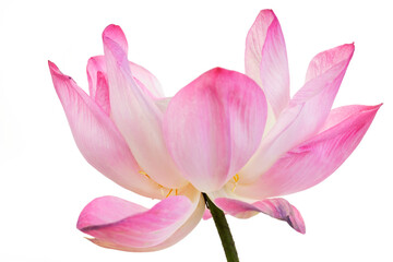 Delicate Pink Lotus Flower with Soft Petals and Elegant Shape