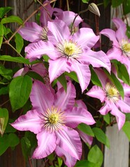 Pink clematis blossoms