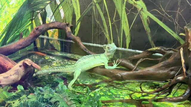 green lizard basilisk in terrarium