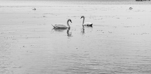 A classic monochrome scene of a pair of elegant white swans floating on tranquil water. Their...