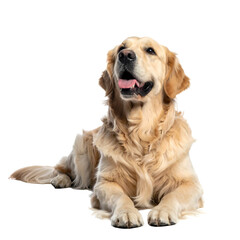 Golden Retriever lies down looking up, isolated with a black background, tongue out