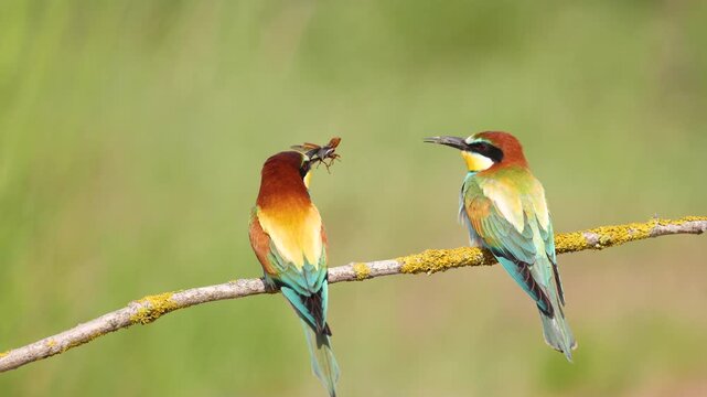 European Bee-Eater Merops apiaster perched on branch near breeding colony. Wildlife scene of Nature in Northern Poland - Europe, summer time