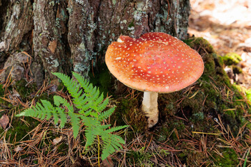 Fly agaric mushroom with red cap growing at the base of a tree in forest moss, surrounded by pine needles and fern, natural woodland scene perfect for nature, botany, and autumn concepts