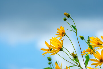 青空に向かって咲くキクイモの黄色い花