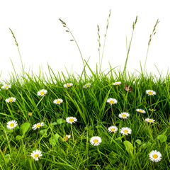 Lush, vibrant green grass with small white and yellow flowers against a black background