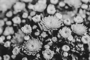 black and white photo of chrysanthemum blossoms at a autumn day