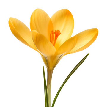 A single vibrant yellow crocus flower with delicate petals and green leaves isolated on transparent background