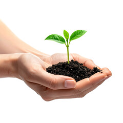 and Holding a Young Green Seedling with Soil, isolated on a transparent background”
