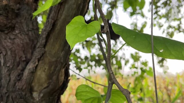 Giloy Vine Close-Up | Medicinal Herb Stem and Leaves Footage