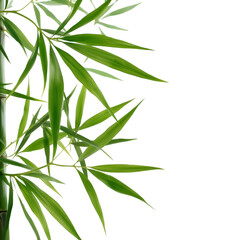 bamboo isolated on white background