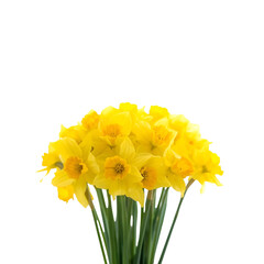 daffodils isolated on white background