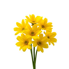 yellow flowers isolated on white