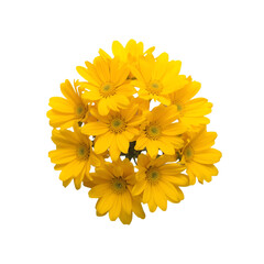 yellow chrysanthemum isolated on white background