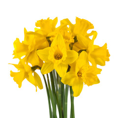 daffodils isolated on white background