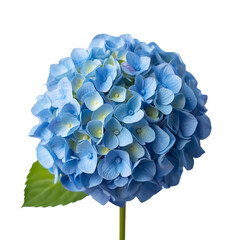 blue hydrangea isolated on white