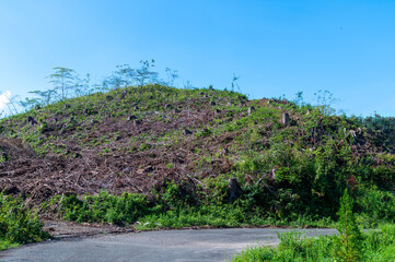 伐採されたはげ山
