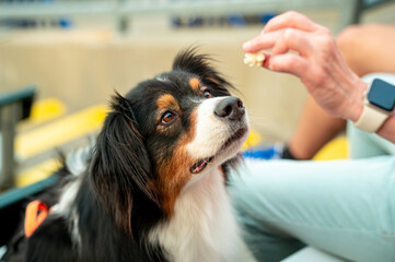 Puppy Entertained Through A Treat
