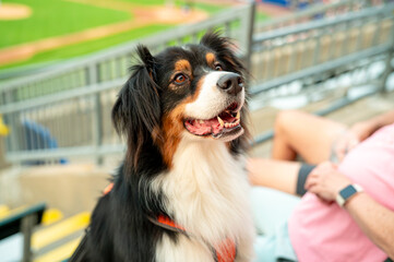 Amused Puppy At The Ballpark