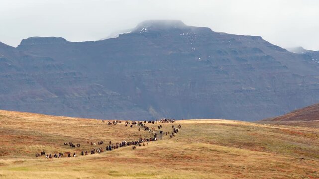 Icelandic horses running under dramatic mountains Laufskalarett roundup