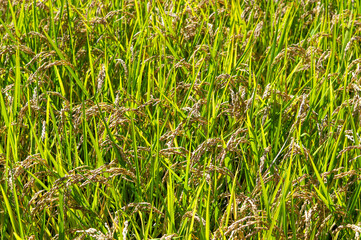 収穫間近の稲穂
