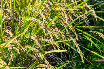 収穫間近の稲穂
