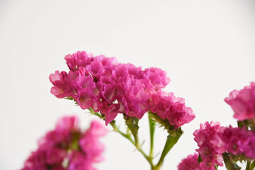 赤紫のスターチス