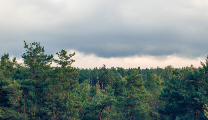 Forest canopy covering the horizon under a cloudy sky, showcasing a tranquil autumn landscape with green pine trees and hints of deciduous foliage