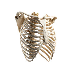 Rib cage fragment, white isolated background