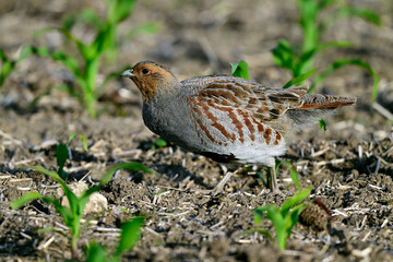 Rebhuhn - Männchen // Grey partridge - male (Perdix perdix) - Vogel des Jahres 2026