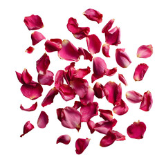 Rose petal scatter, white isolated background