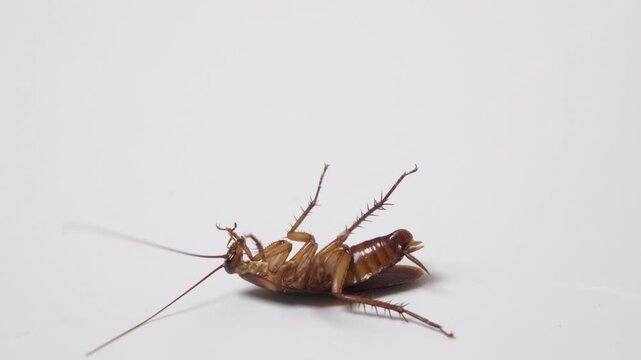 dying cockroach on white background, dirty insect and hygiene concept, 4K footage