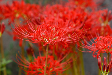 彼岸花の美しいしべ