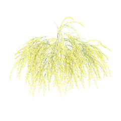 Obraz premium 3d illustration of Winter jasmine plant isolated on transparent background