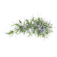 3D rendeing of Ivy creeper plant on transparent background from the top view