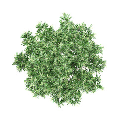Obraz premium 3D rendering of Tuckeroo tree on transparent background from the top view