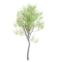 Obraz premium collection of Coast banksia tree with realistic style