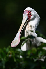 African spoonbill	portrait
