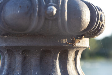Small Gecko Camouflaged on an Ornate Stone Post