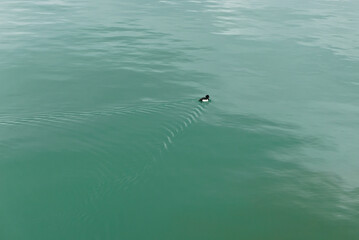 lonely black and white duck in the vastness of the lake