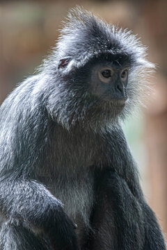 Silvery Wisdom: A Detailed Close-up of a Silvery Lutung in Jakarta