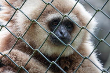 A close-up of a gibbon behind a metal fence, showing its expressive eyes and soft fur. The image captures the emotion of wildlife in captivity and the contrast between freedom and confinement.