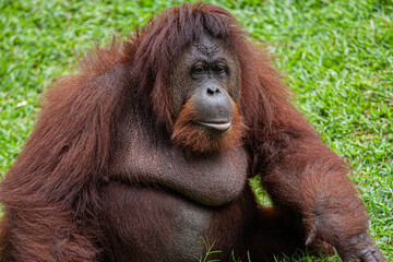 The Gentle Giant: A Majestic Bornean Orangutan Sitting Peacefully on a Lush Green Grass Meadow