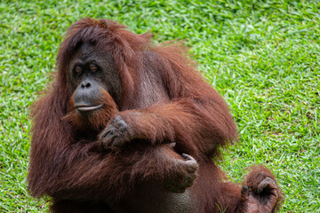 The Gentle Giant: A Majestic Bornean Orangutan Sitting Peacefully on a Lush Green Grass Meadow
