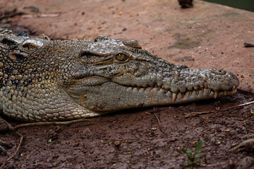 Obraz premium Prehistoric Stare: Close-Up Portrait of a Saltwater Crocodile at Ragunan Zoo, Jakarta