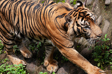 Fototapeta premium The Apex Predator: Majestic Malayan Tiger Prowling Through the Jungle Undergrowth